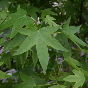 Liquidambar styraciflua 6-8 LS